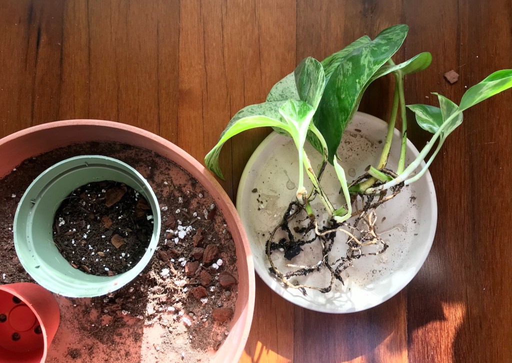 Spring equinoxx repotting diaries: Marble queen pothos propagations