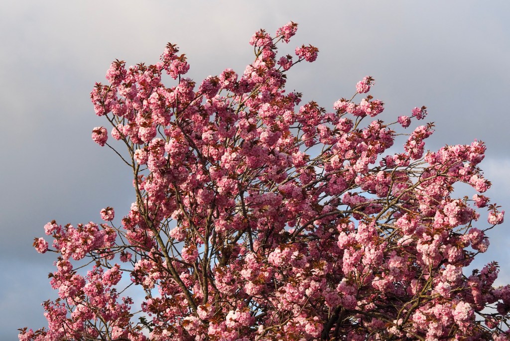 954f2-hphhouseplanthousephotodiary20cherryblossomsakuraseason_28.jpg