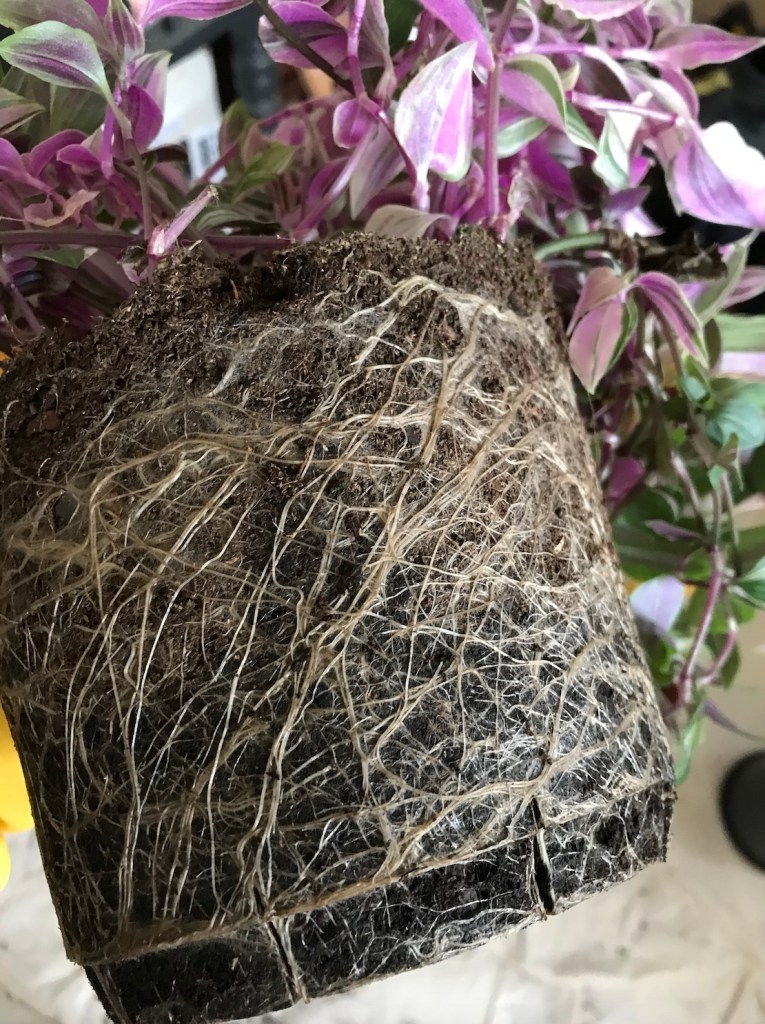 Repotting Diaries #14: Tradescantia, Aspidistra, Marble Queen, SoH, Begonia, Snake Plants and more...