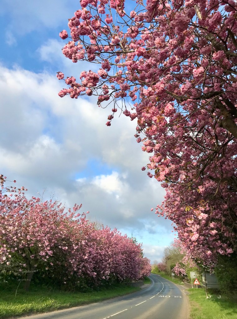 House Plant House Hanami / Cherry Blossom viewing walk