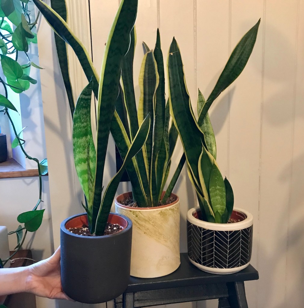 Snake plant repotting plans