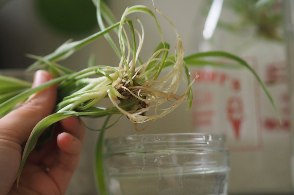 9f1e6-hph-photo-diary-19.-house-plant-house-blogpost-march-2022_26.jpg