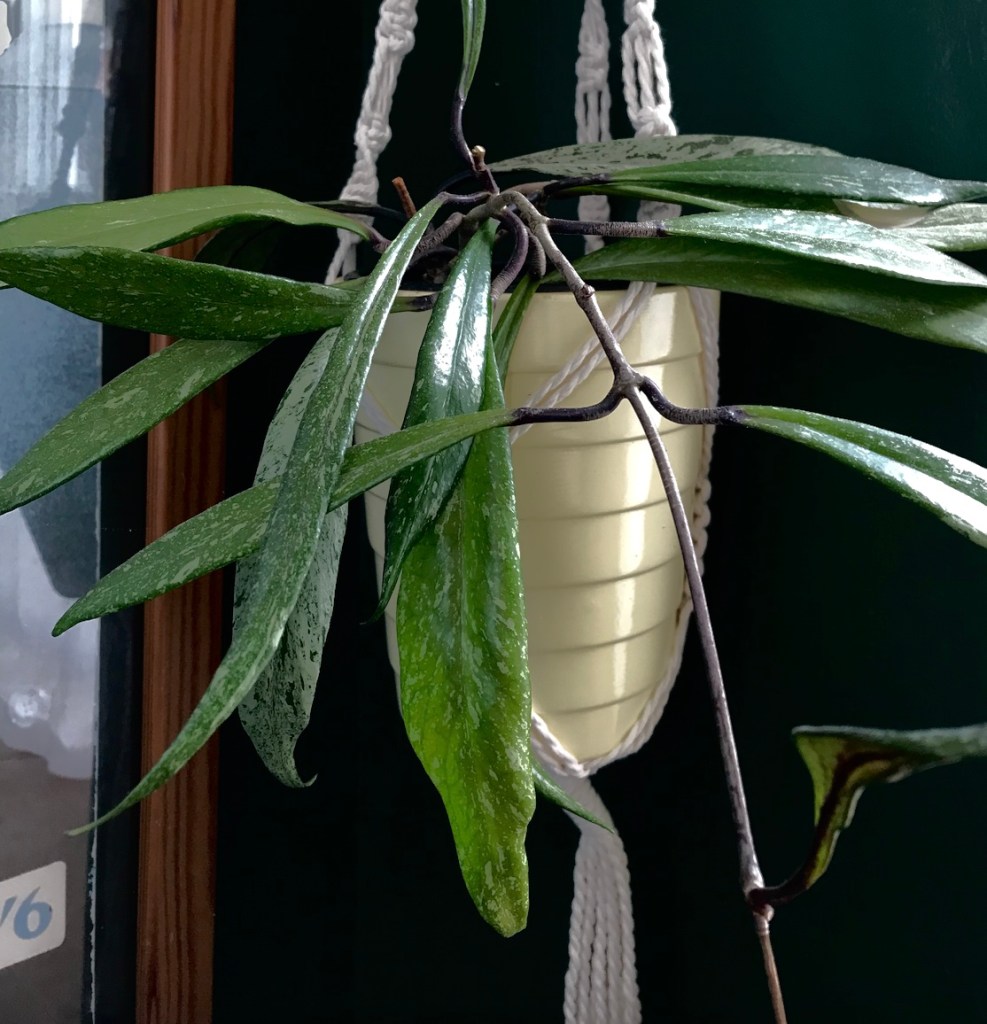 a0742-then-and-now-an-update-on-my-propagated-houseplants_16_hoya_pubicalyx.jpg