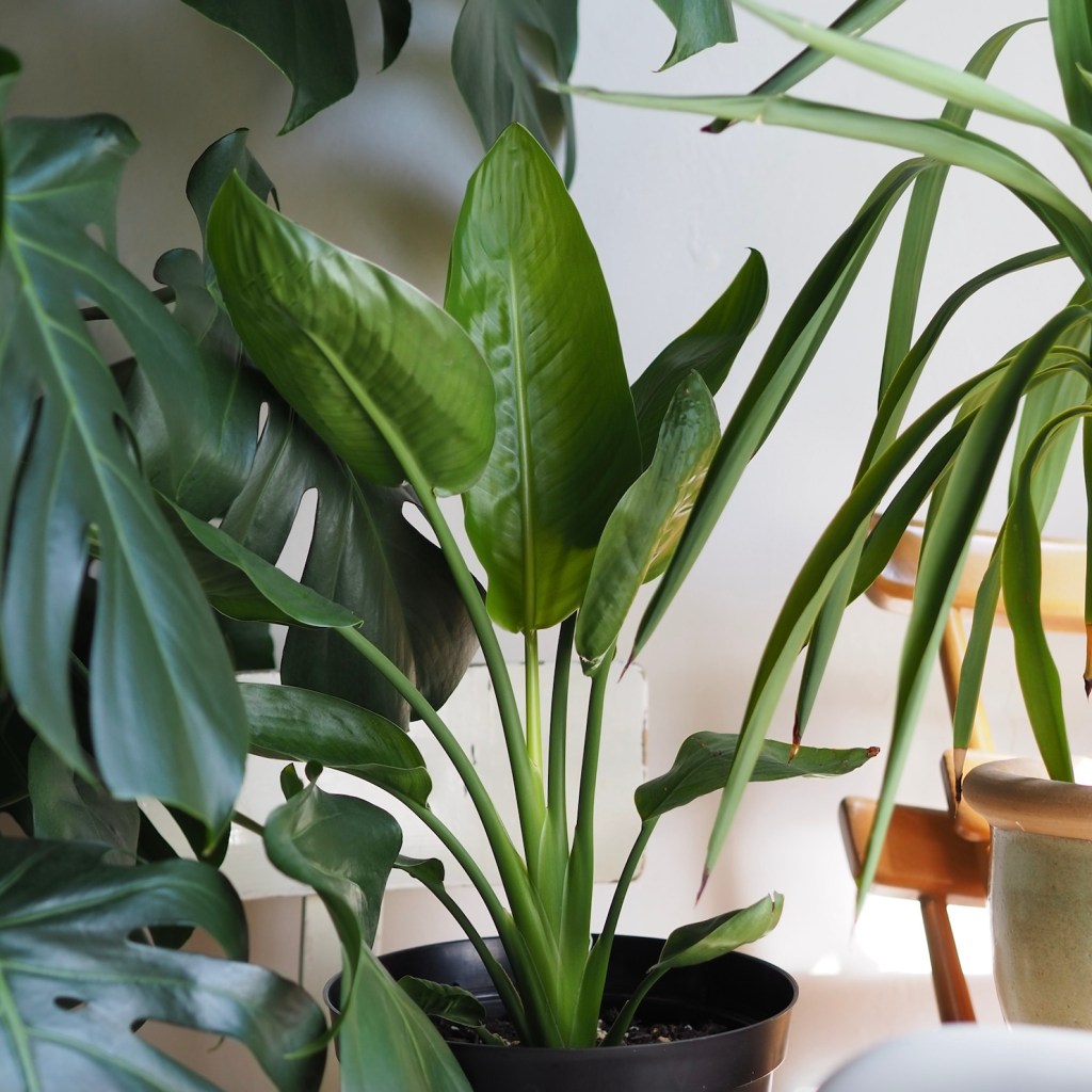 a3b43-strelitzia-bird-of-paradise-crane-flower-crane-plant-care-guide-blogpost-house-plant-house_3.jpg