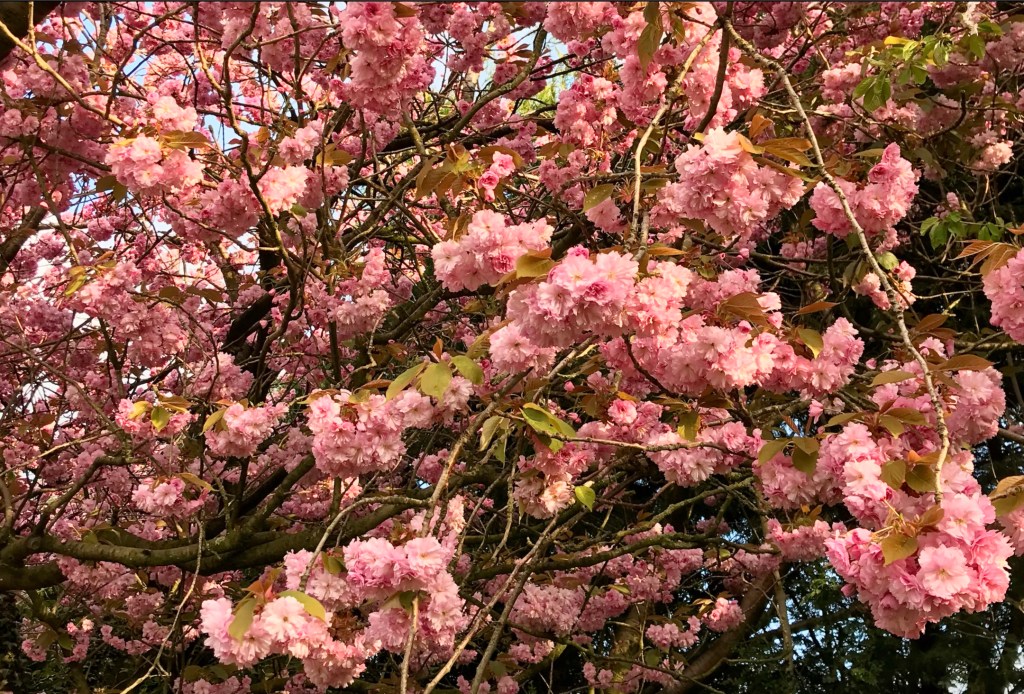 a9d02-hphhouseplanthousephotodiary20cherryblossomsakuraseason_21.jpg