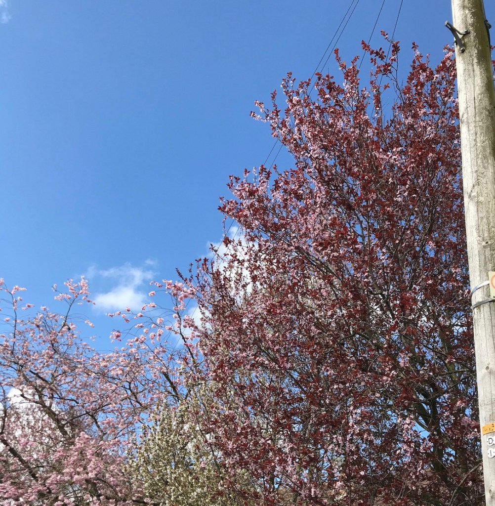 ab2a1-hphhouseplanthousephotodiary20cherryblossomsakuraseason_2.jpg