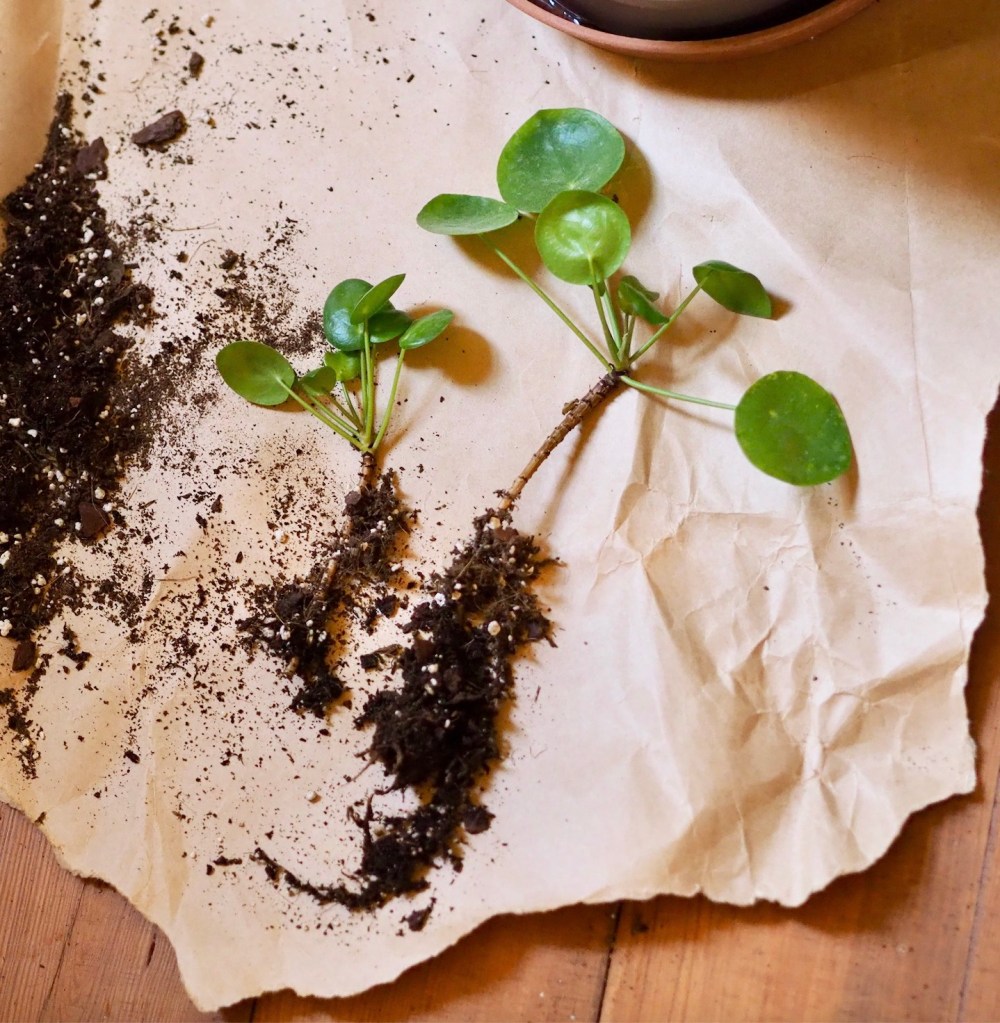 Spring Equinox: Repotting Diaries #13: Pilea plantlets
