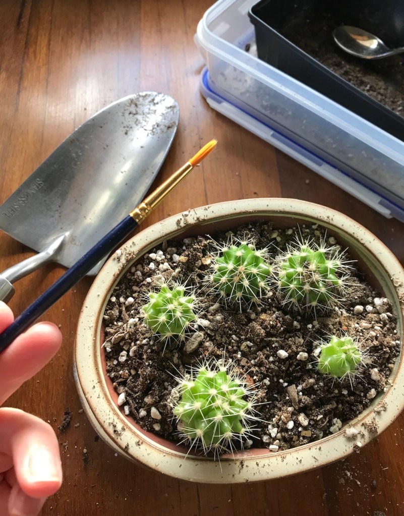 aeb2f-spring_equinox_repotting_diaries_house_plant_house_blogpost_23.jpg