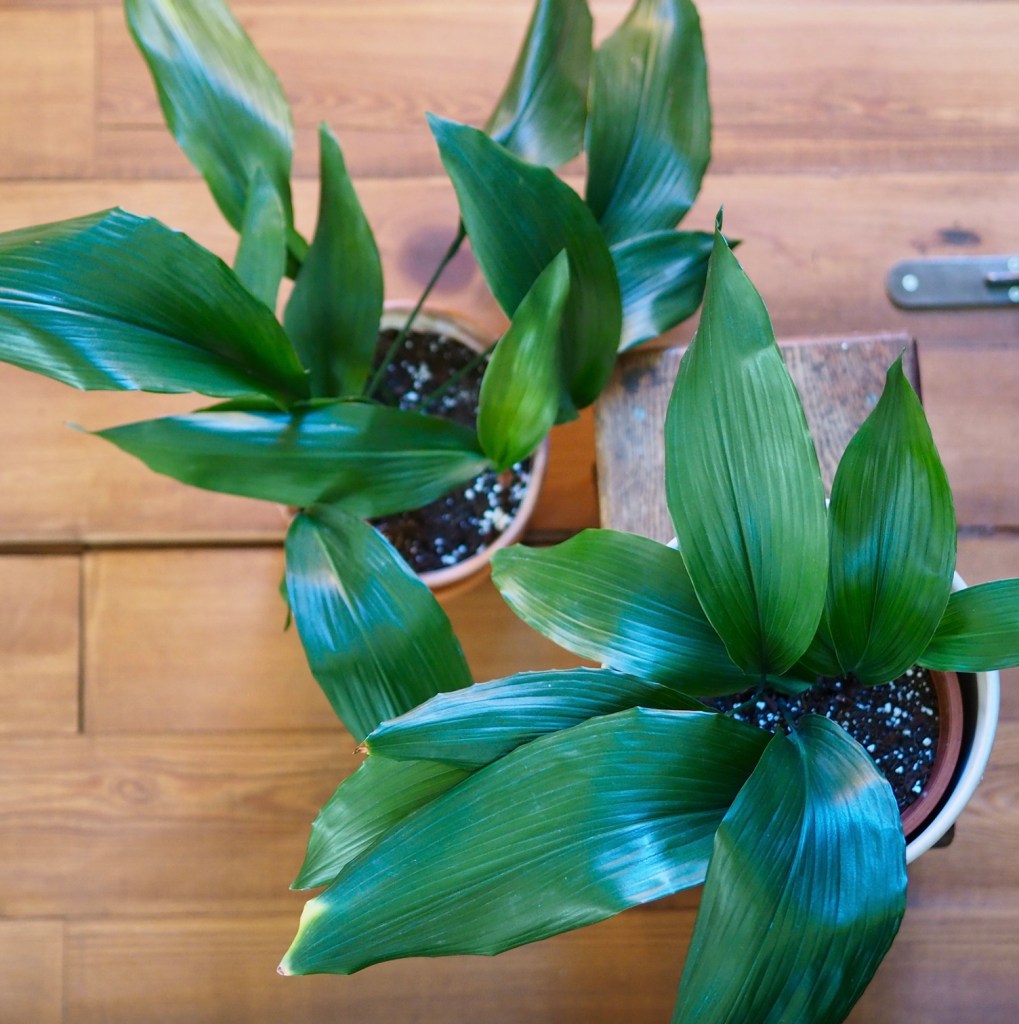 b2943-heirloom-houseplants-celebrating-my-oldest-plants-blogpost-10.jpg