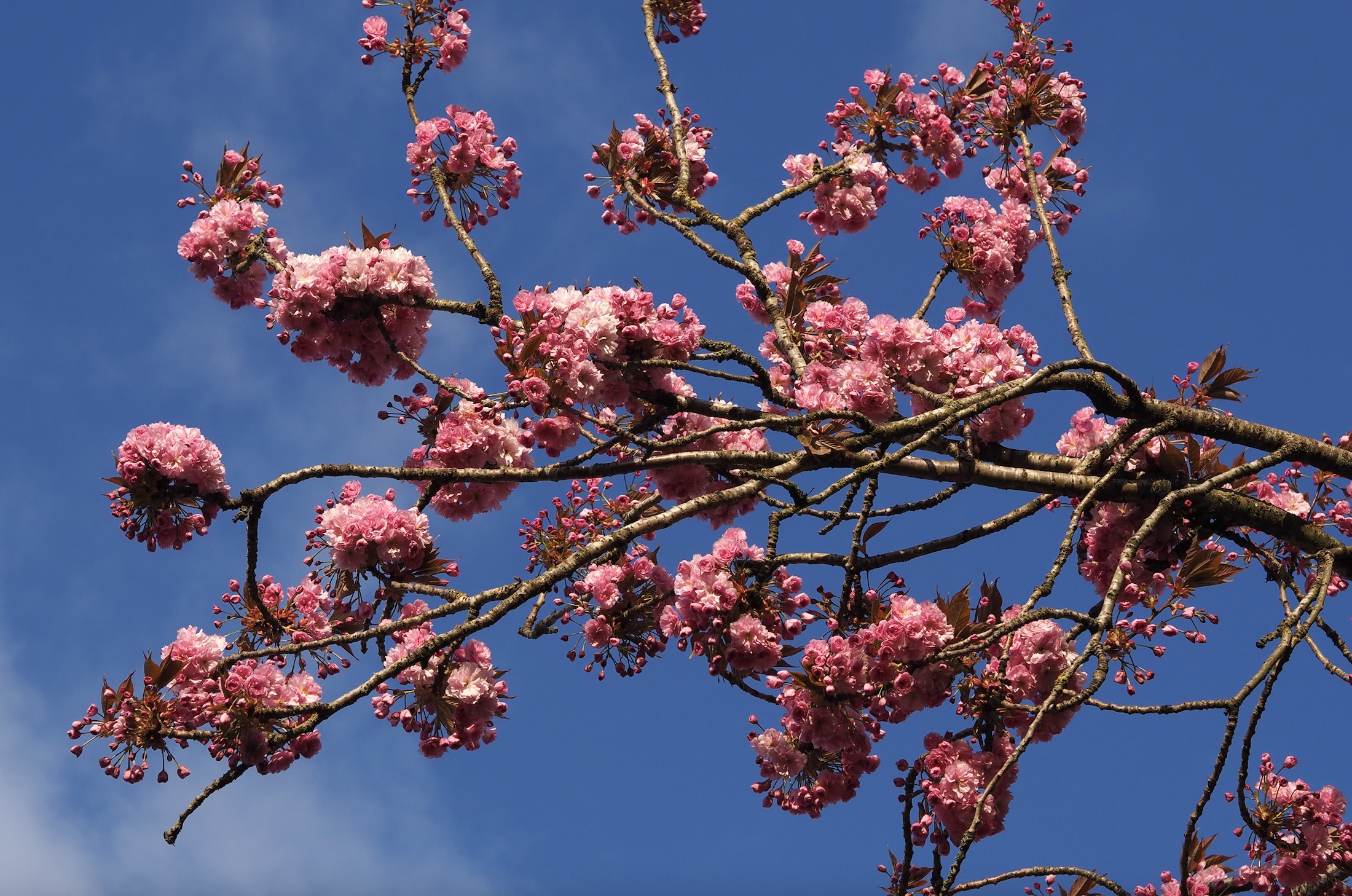 House Plant House Hanami / Cherry Blossom viewing walk