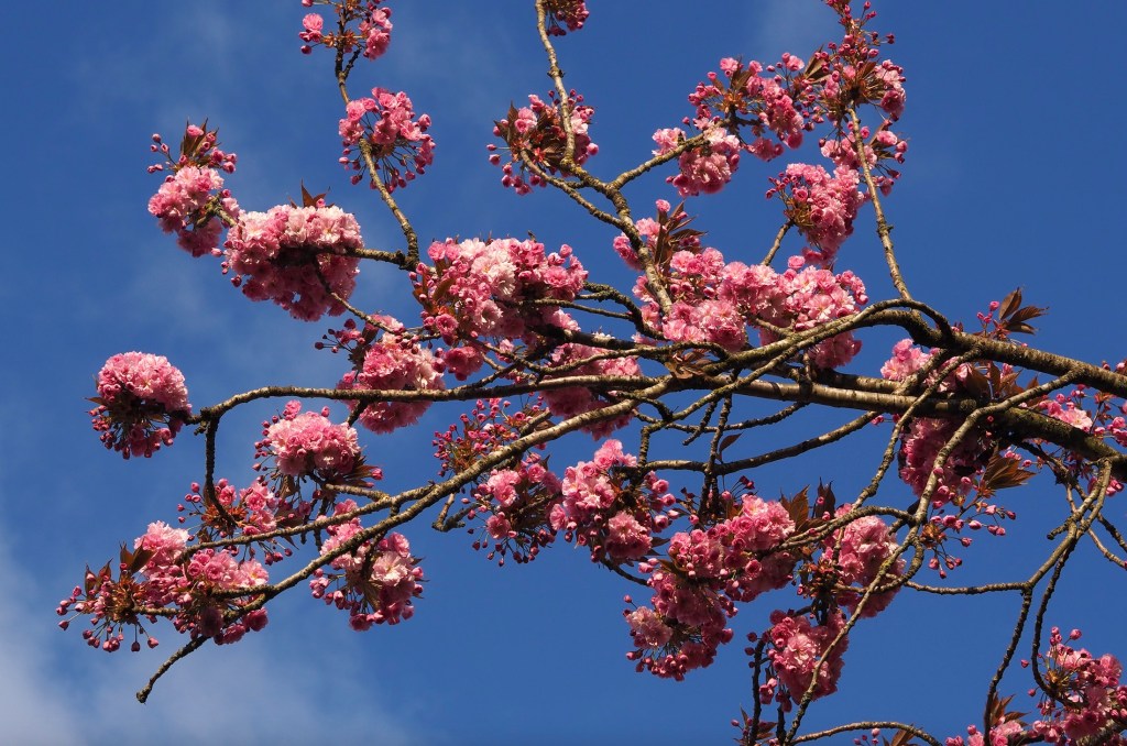 House Plant House Hanami / Cherry Blossom viewing walk