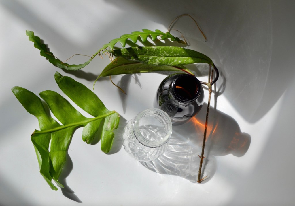 Fern leaf cactus / Selenicereus chrysocardium and Selenicereus anthonyanus: propagations from cuttings