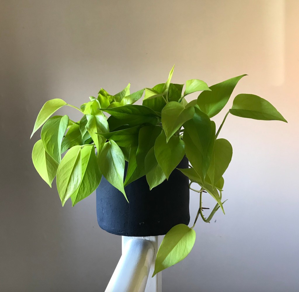 b8502-then-and-now-an-update-on-my-propagated-houseplants_20_neon-pothos.jpg