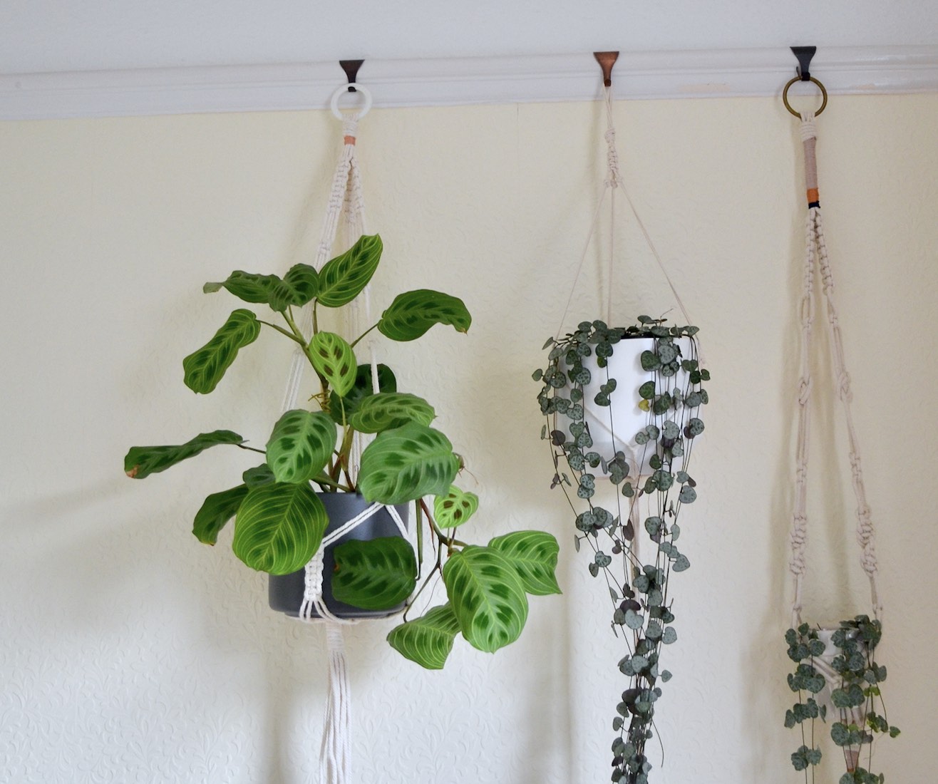 My hanging Maranta leuconeura in the old apartment