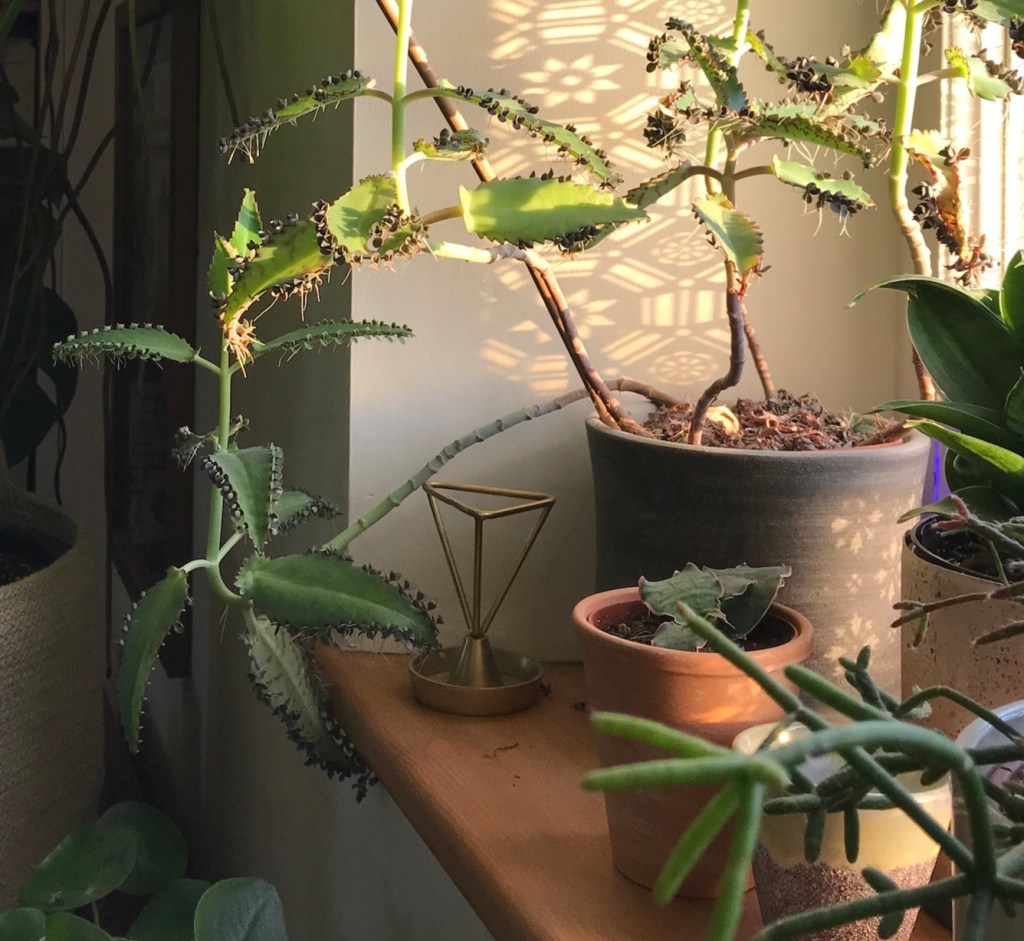 Mother of Millions propagation...