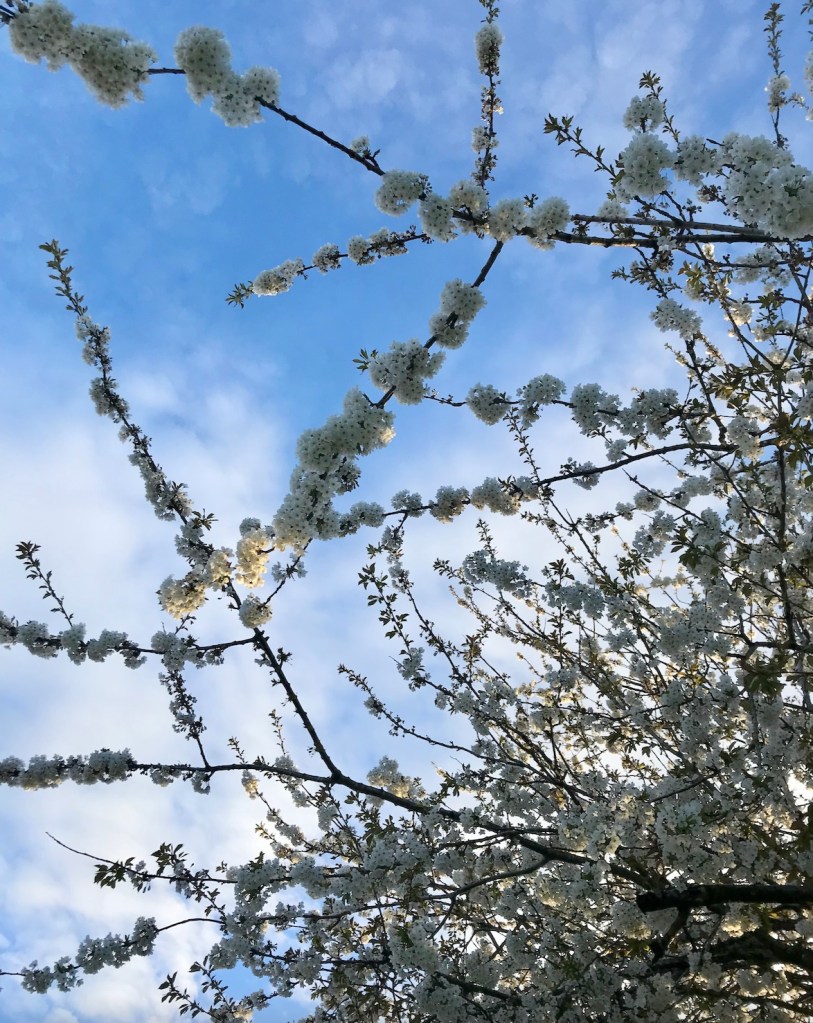 white spring blossom