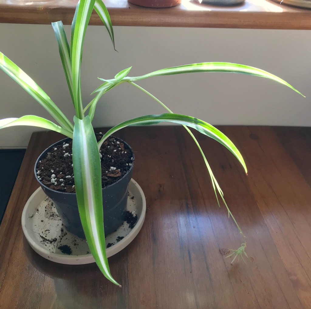 Spider plant rescue repotting