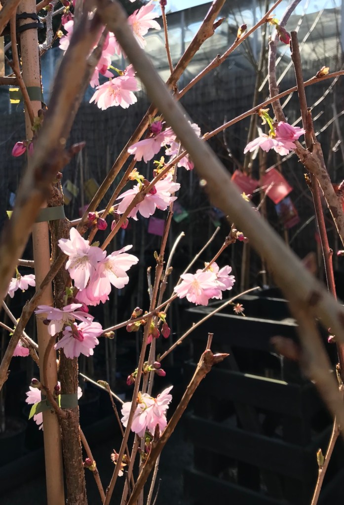 HPH photo diary / 20. Cherry Blossom Season