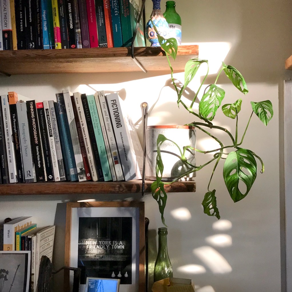 c8700-then-and-now-an-update-on-my-propagated-houseplants_12_monstera_adansonii.jpg
