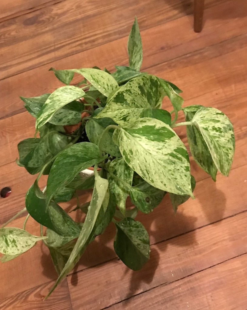 ca86e-repotting-diaries-14_house_plant_house_blogpost_tradescantia-aspidistra-marble-queen-soh-begonia-snake-plants-and-more...32.jpg