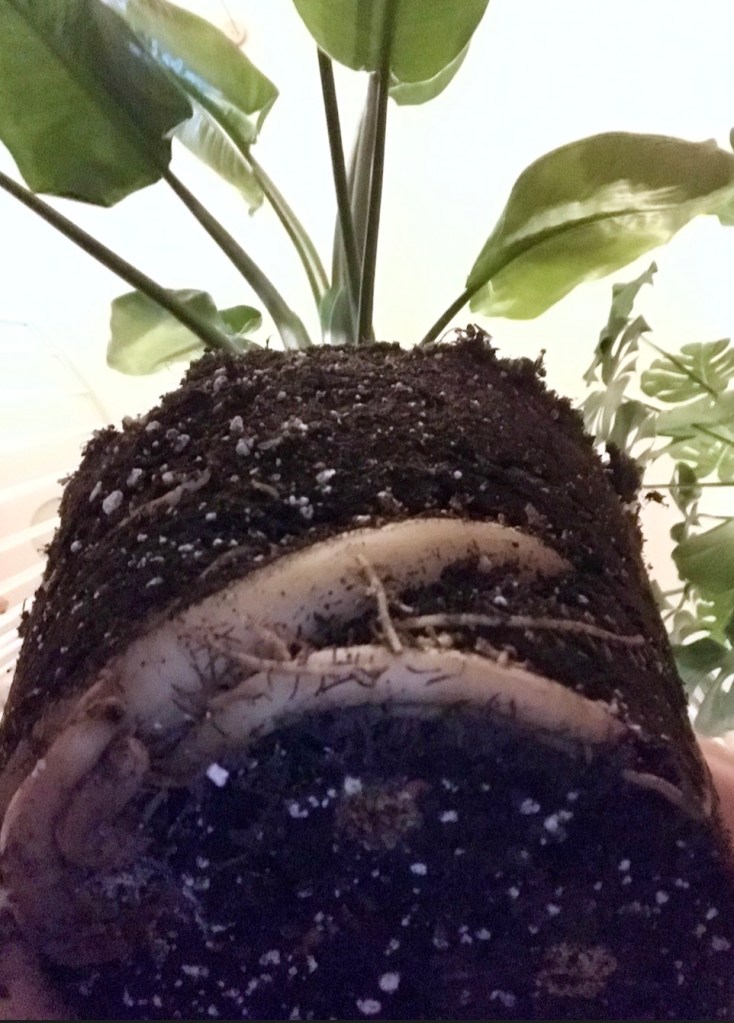 cc61a-spring_equinox_repotting_diaries_house_plant_house_blogpost_6.jpg
