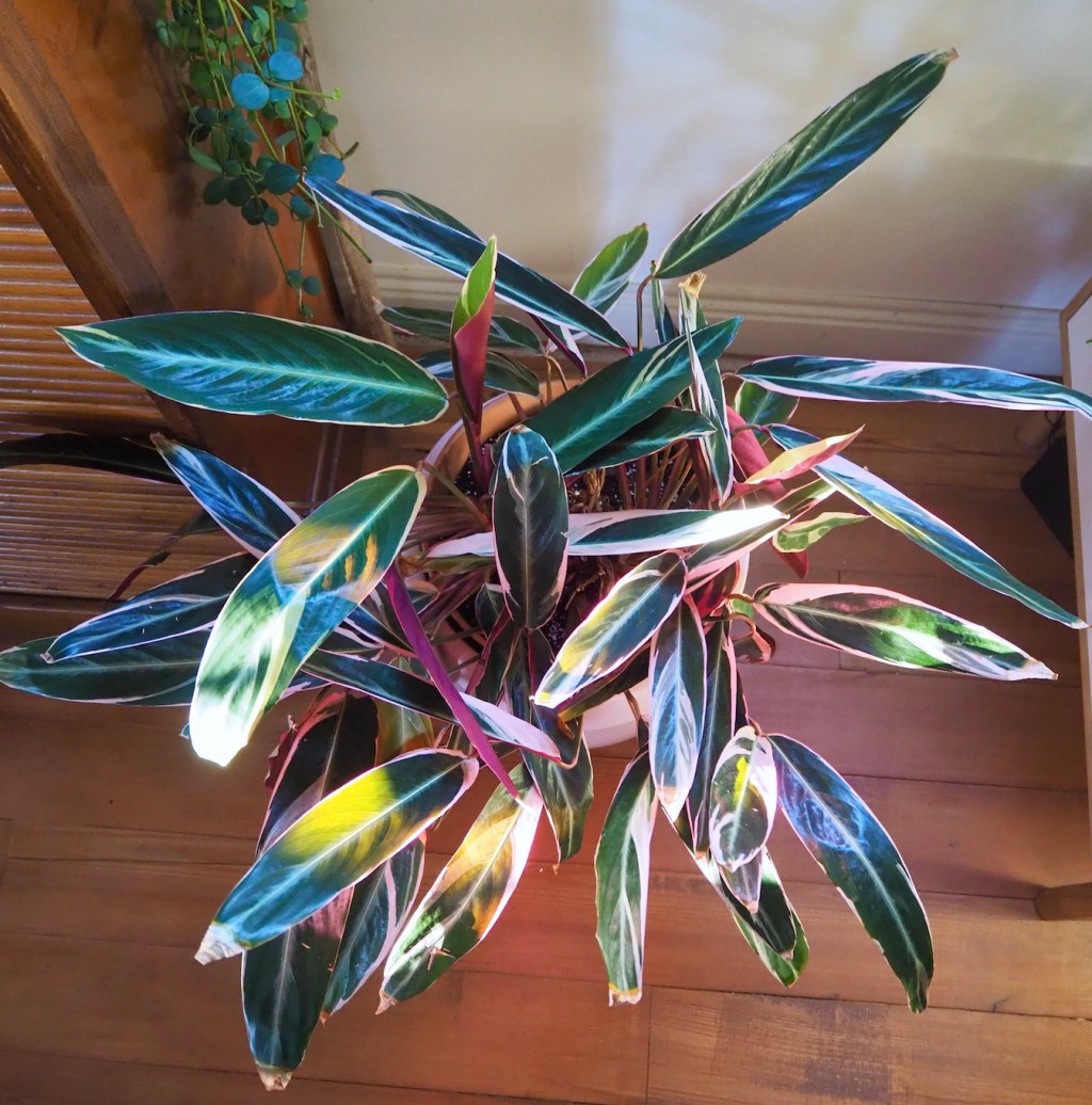 Post-winter plant pep up: helping your houseplants to look their&nbsp;best