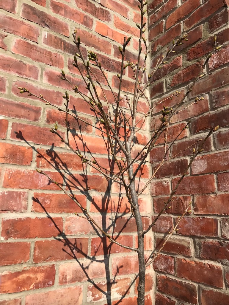 my building site cherry blossom
