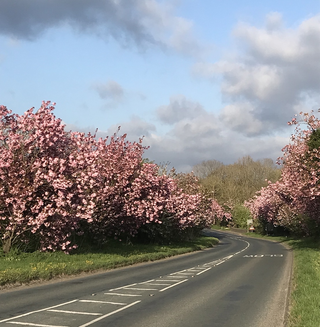 House Plant House Hanami / Cherry Blossom viewing walk