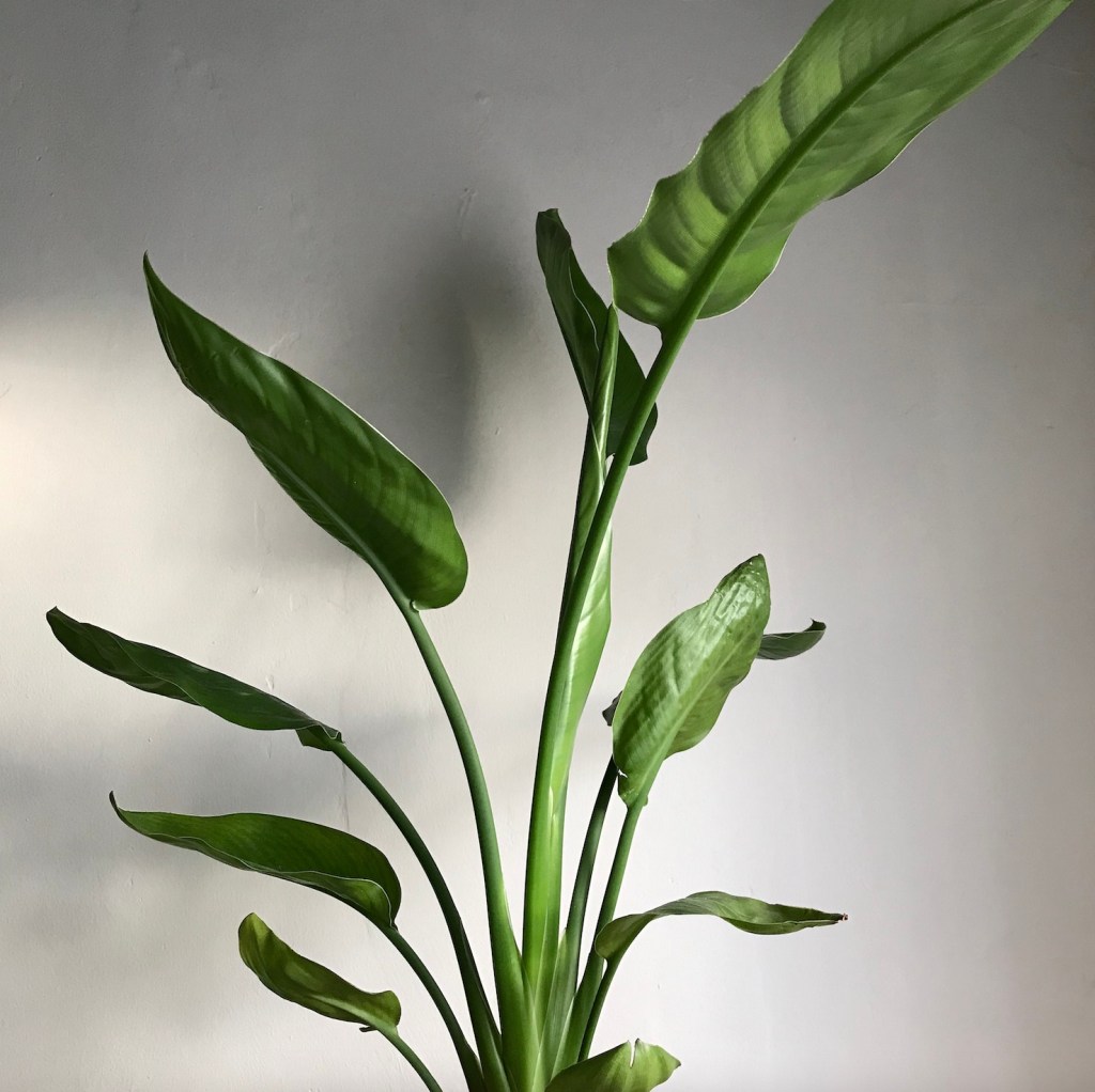 e2e27-strelitzia-bird-of-paradise-crane-flower-crane-plant-care-guide-blogpost-house-plant-house_7.jpg