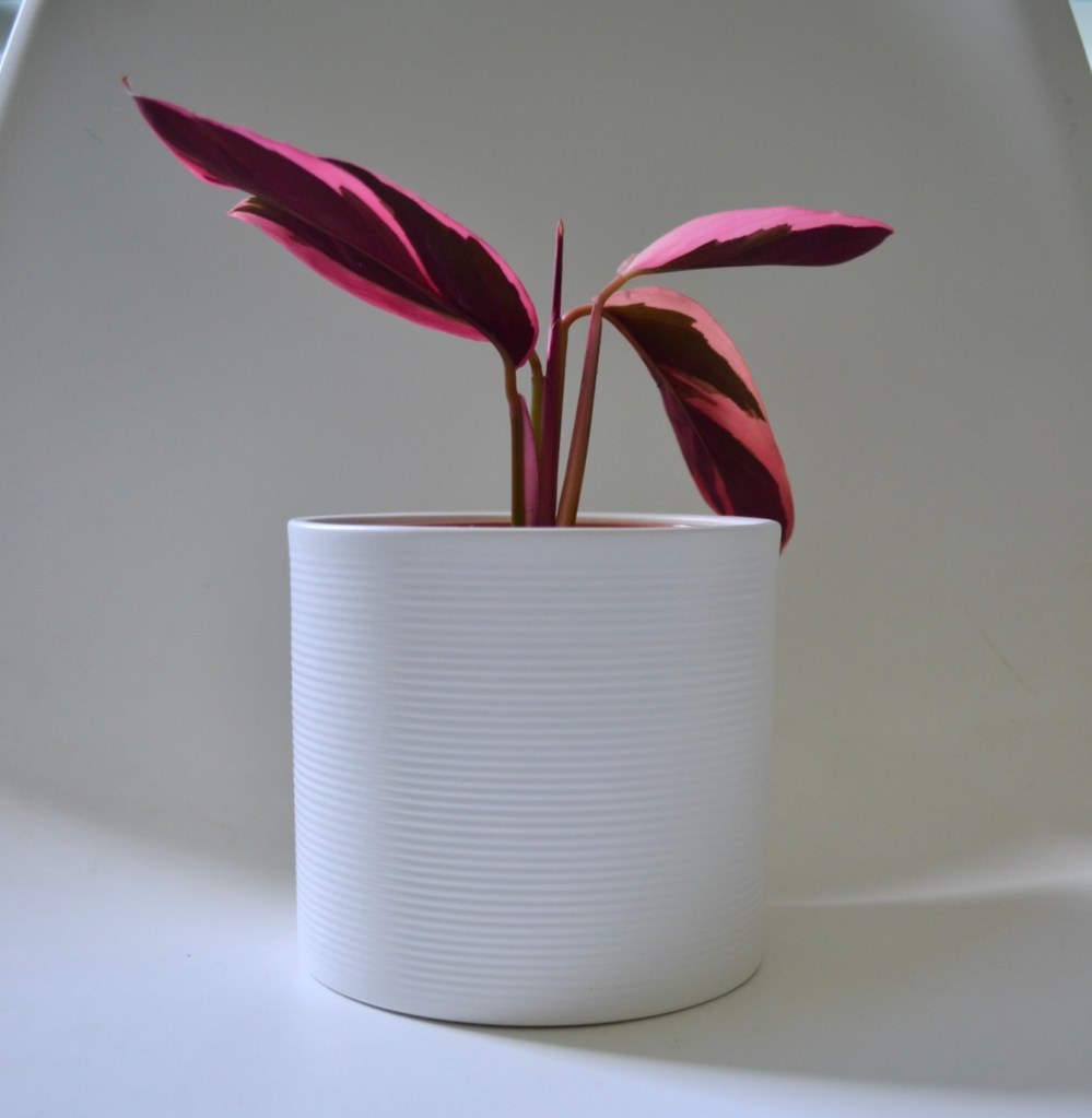 Stromanthe propagation by division