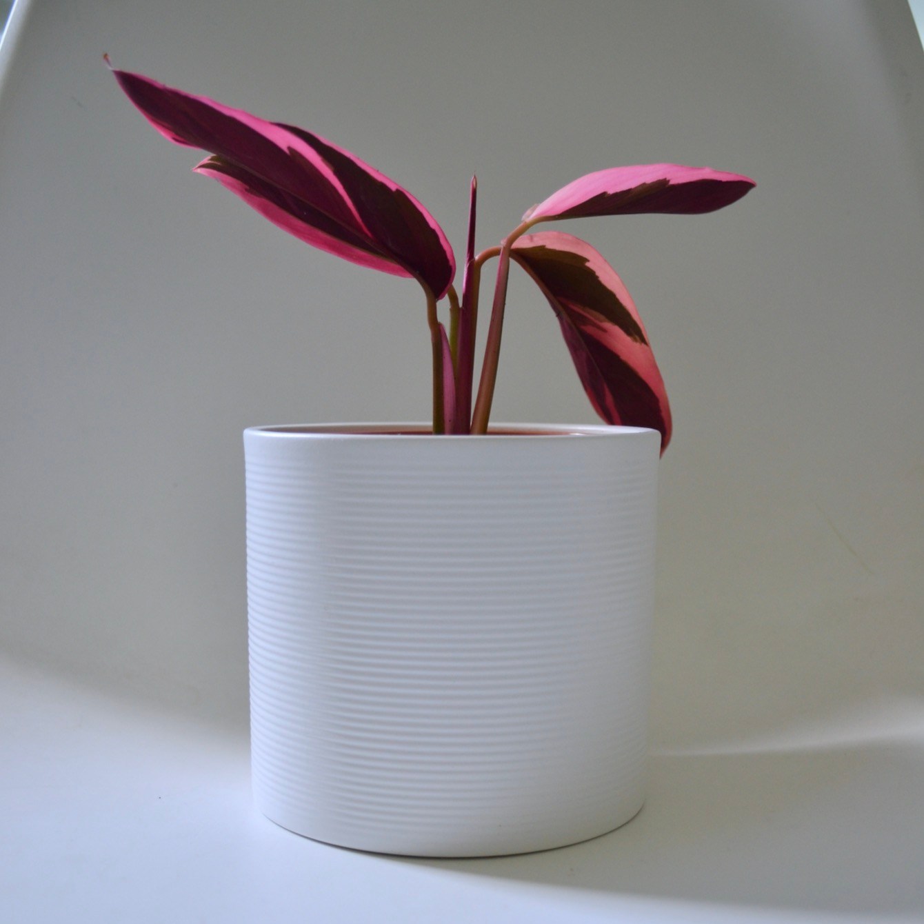 Stromanthe propagation by division