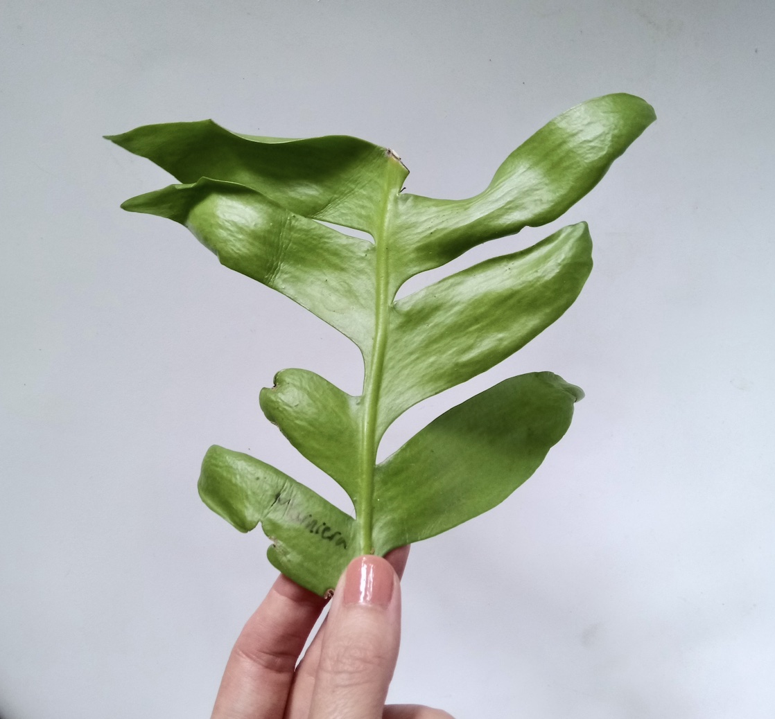 Fern leaf cactus / Selenicereus chrysocardium and Selenicereus anthonyanus: propagations from cuttings