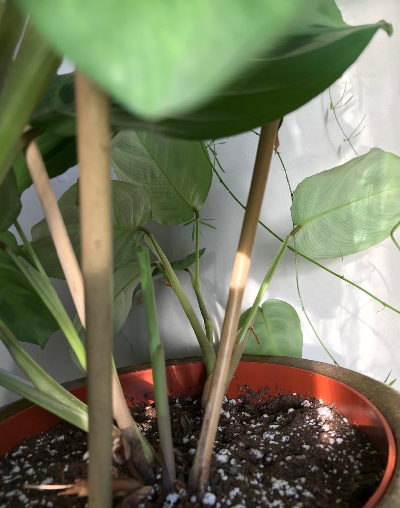 Maranta leuconeura Care Guide