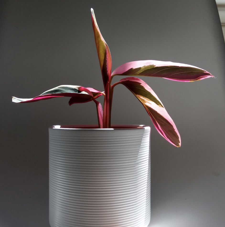 Stromanthe propagation by division