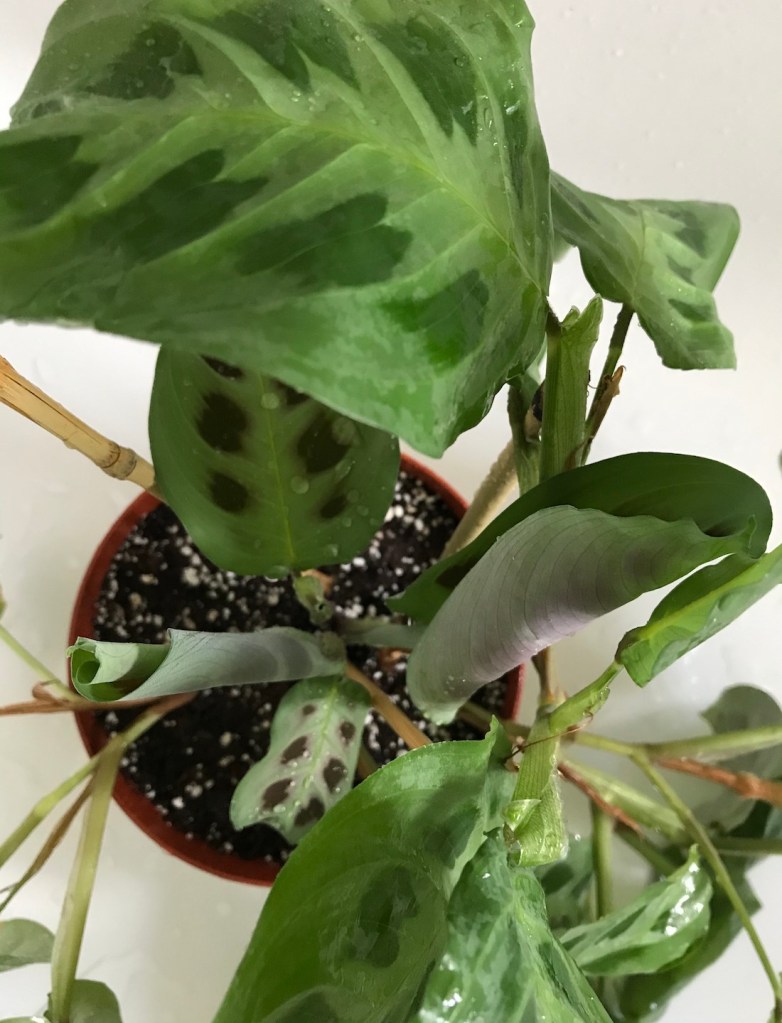 Maranta leuconeura Care Guide