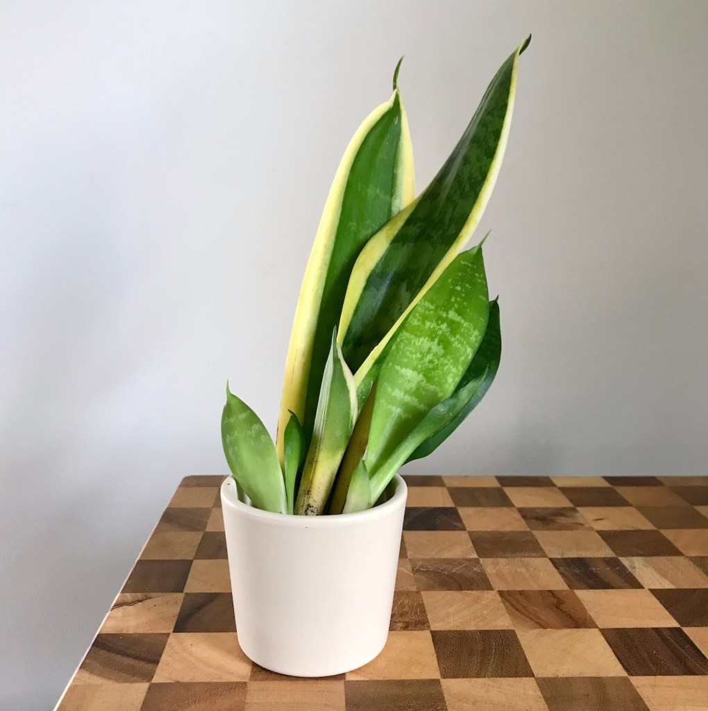 ebd5a-spring_equinox_repotting_diaries_house_plant_house_blogpost_8.jpg