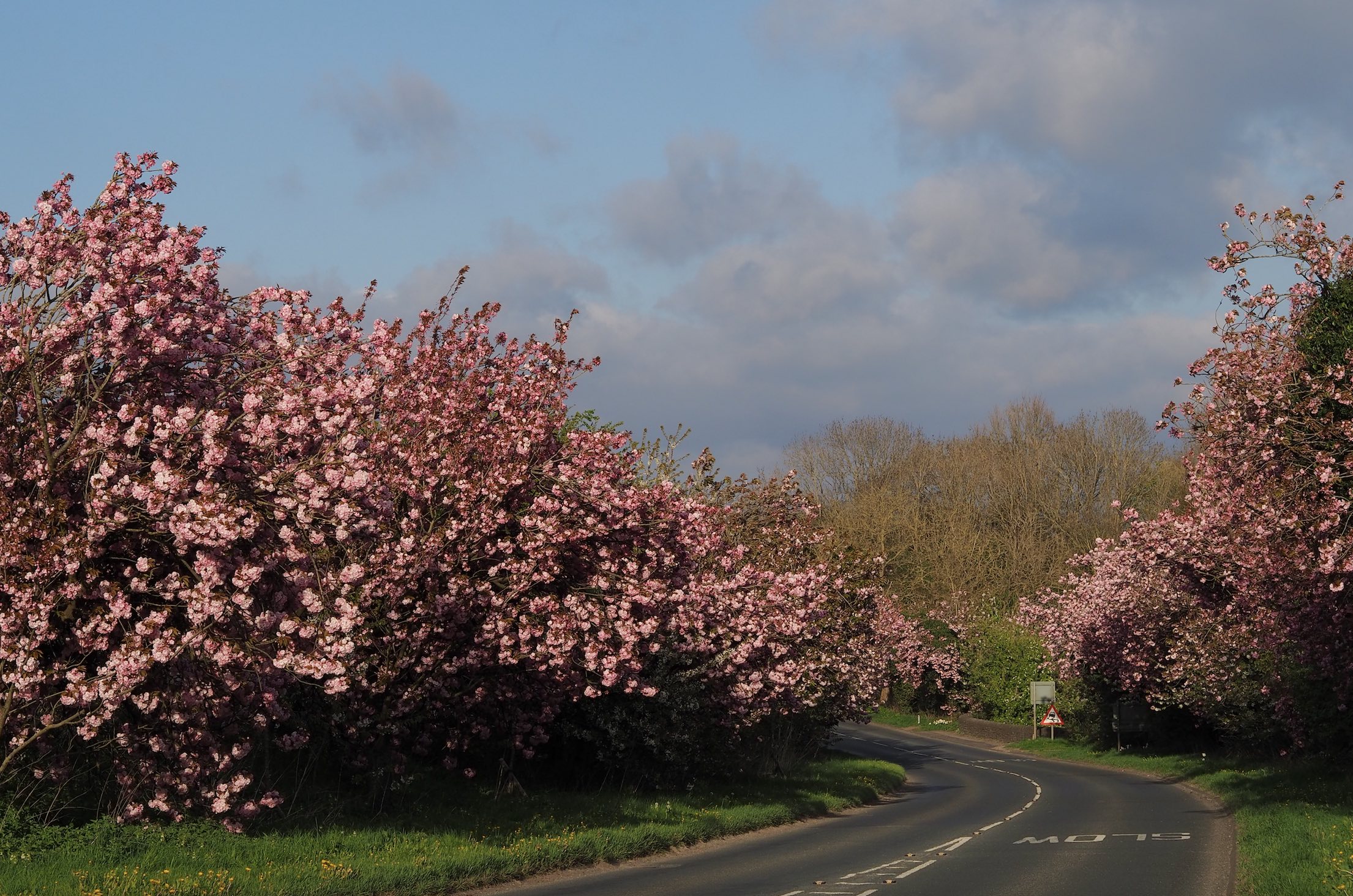 House Plant House Hanami / Cherry Blossom viewing walk