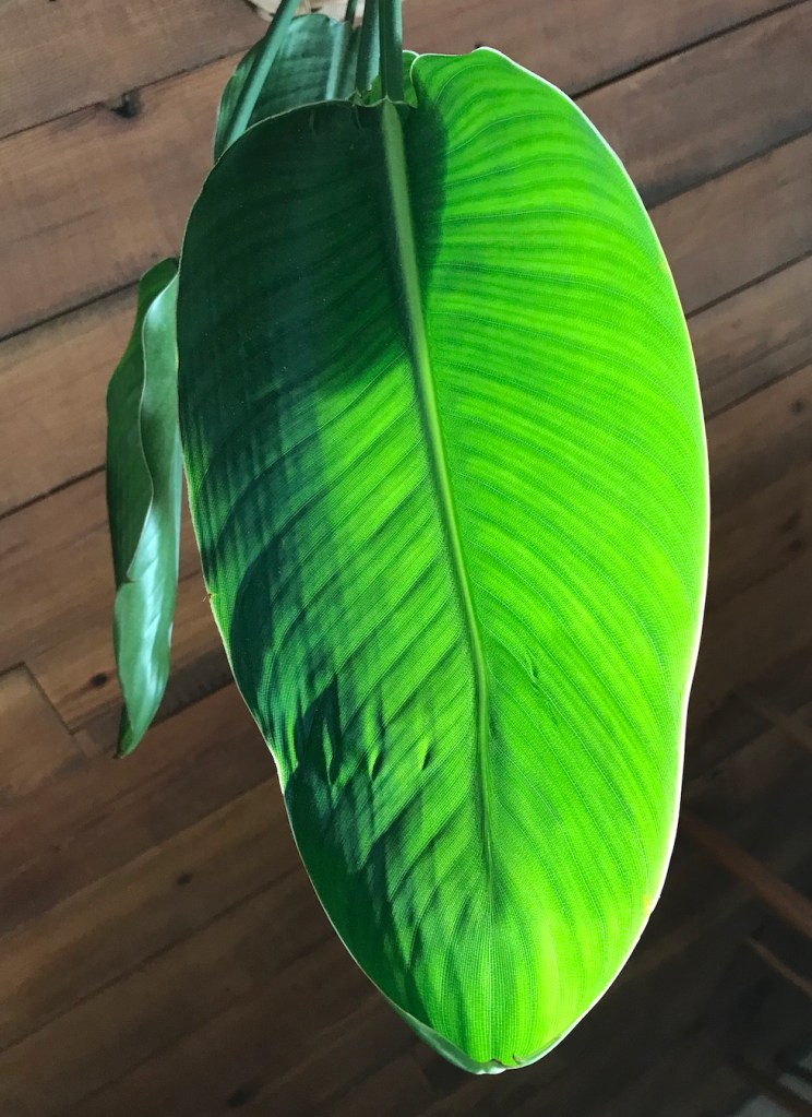 fae7a-post-winter-plant-pep-up-getting-your-houseplants-to-look-their-best_1.jpg